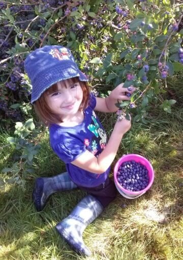 a little girl picking blueberries from a bush.
