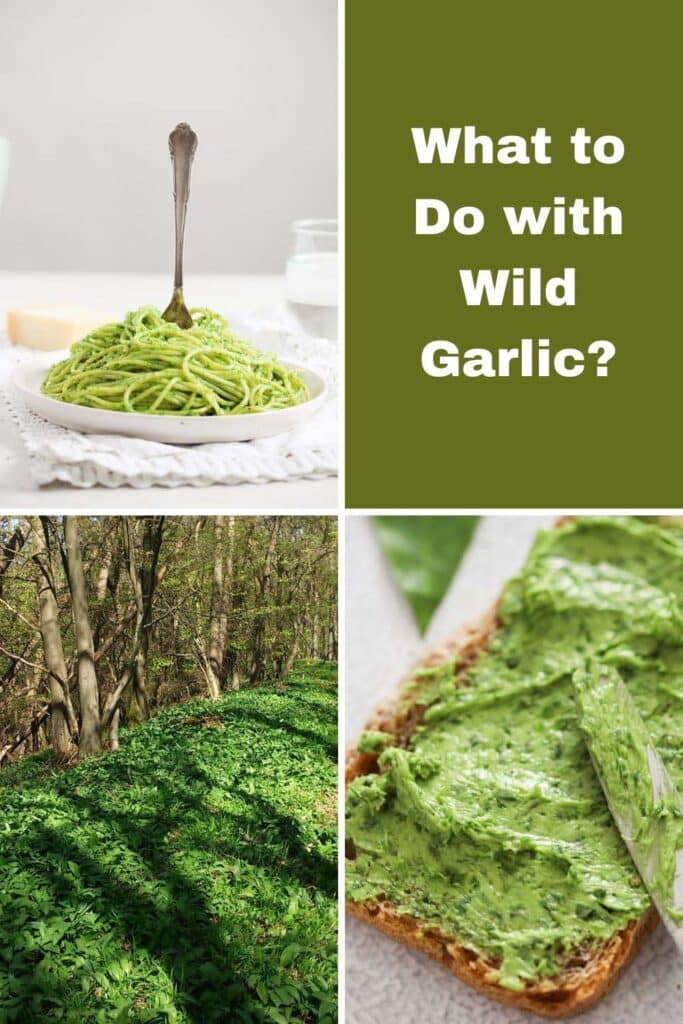 collage of four pictures of wild garlic woods and its uses.