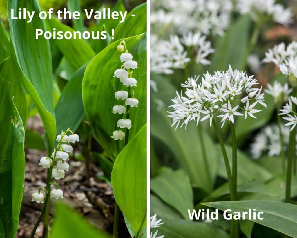 collage of two pictures of lily of the valley and wild garlic.