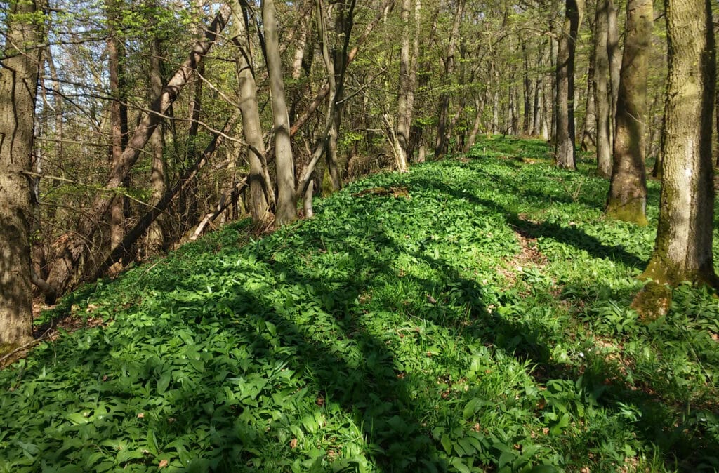 woods full of wild garlic.