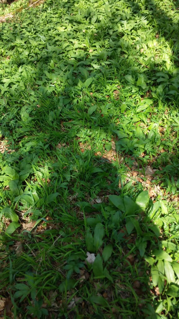 close up of wild garlic growing in the wood.