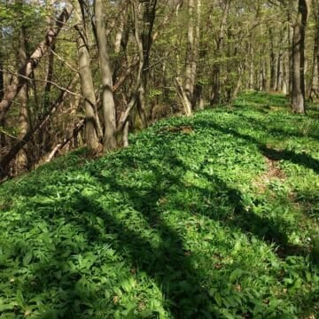 woods full of wild garlic.