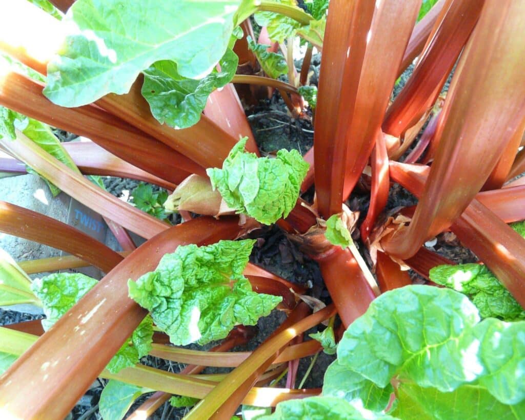 rhubarb stalks in garden.