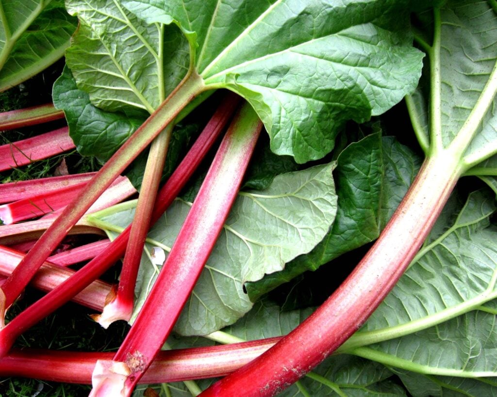 long rhubarb stalks with leaves close up.