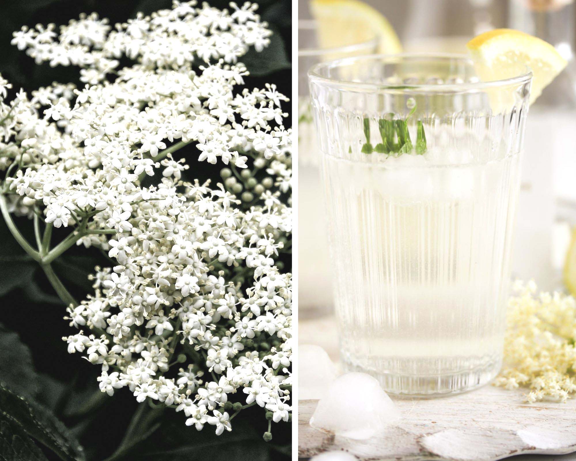 collage of two pictures of elderflowers and a glass of gin.