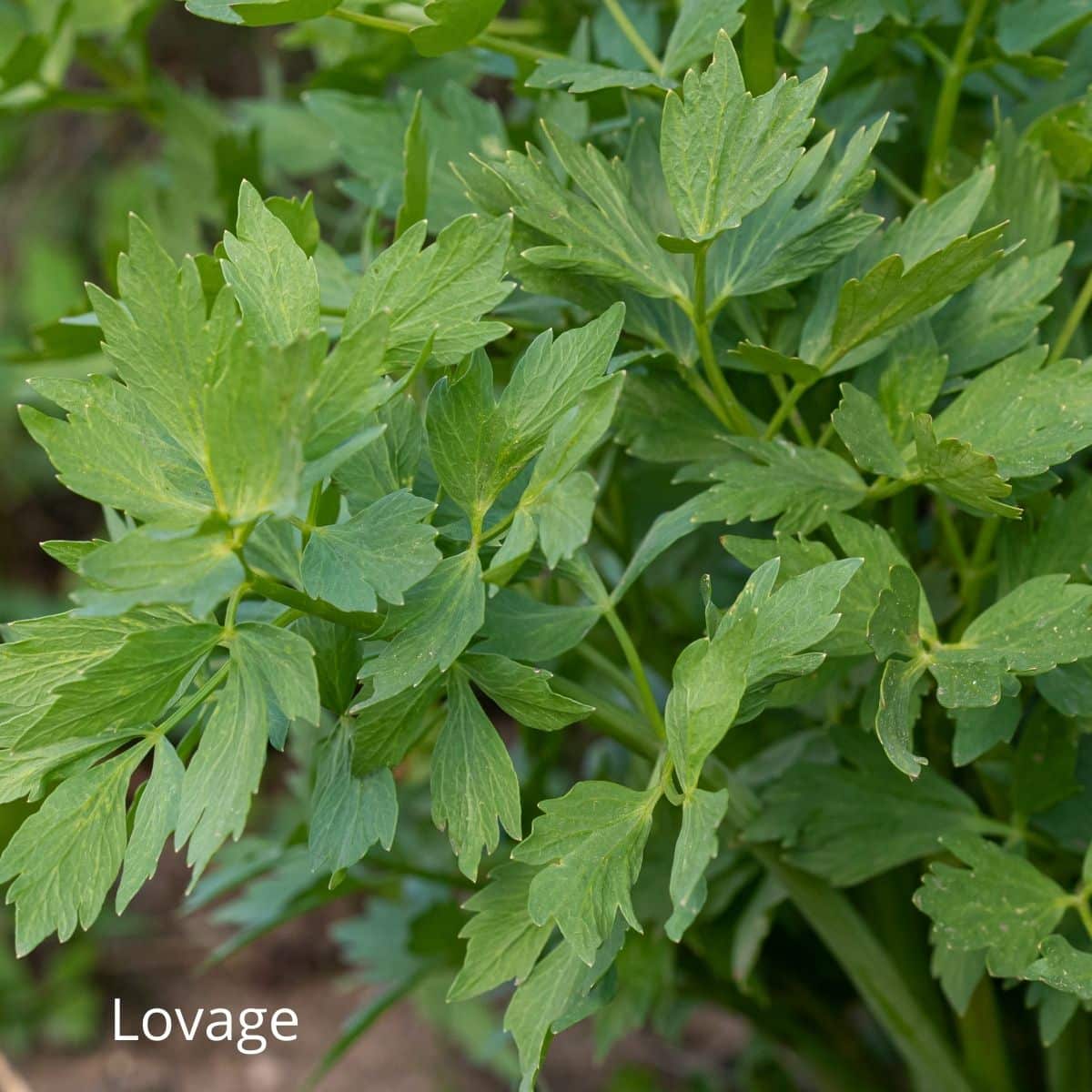 close up of a bush of lovage.